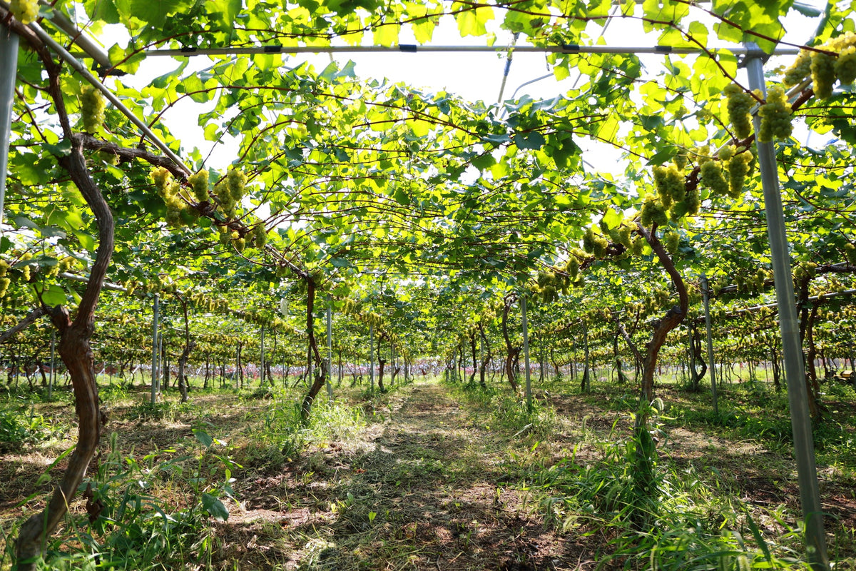 Kisvin Winery